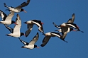 Oystercatcher - M
